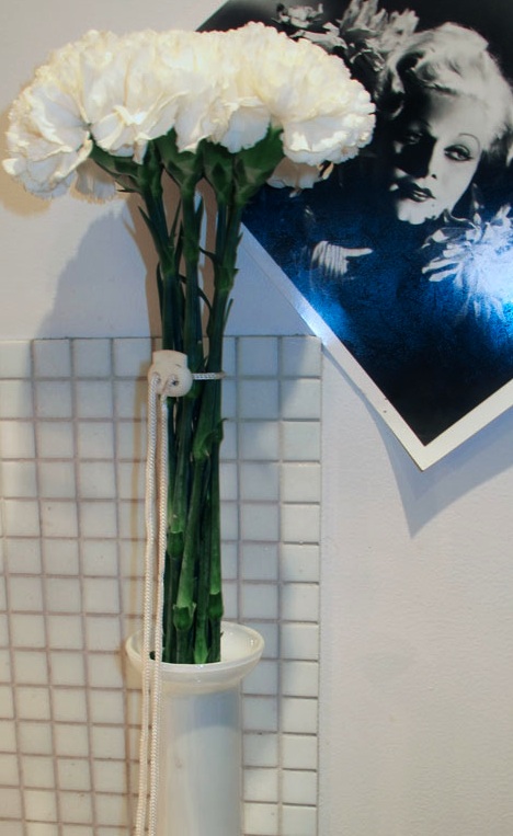 carnations, no leaves