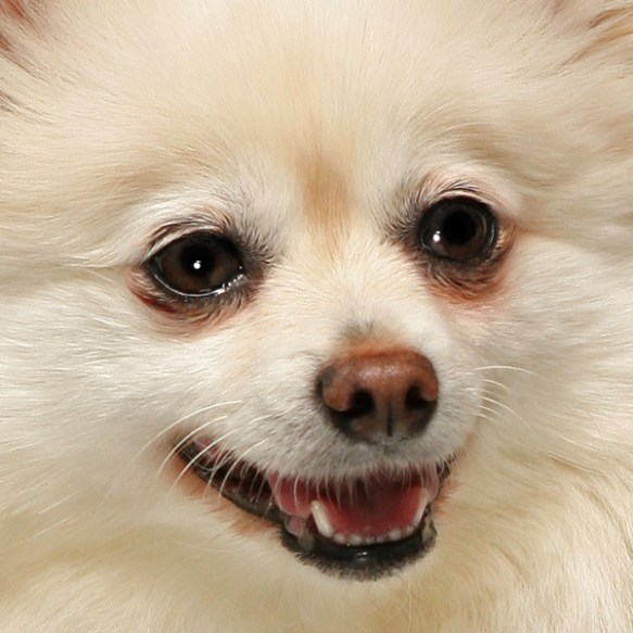 K9 Beauty PeepsCLOSEUP1BLOG