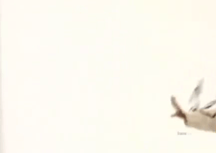 THEWILLININJAgifLOOP2